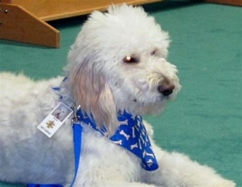 what dog treats from china are making dogs sick